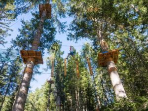 Tree climbing adventure park